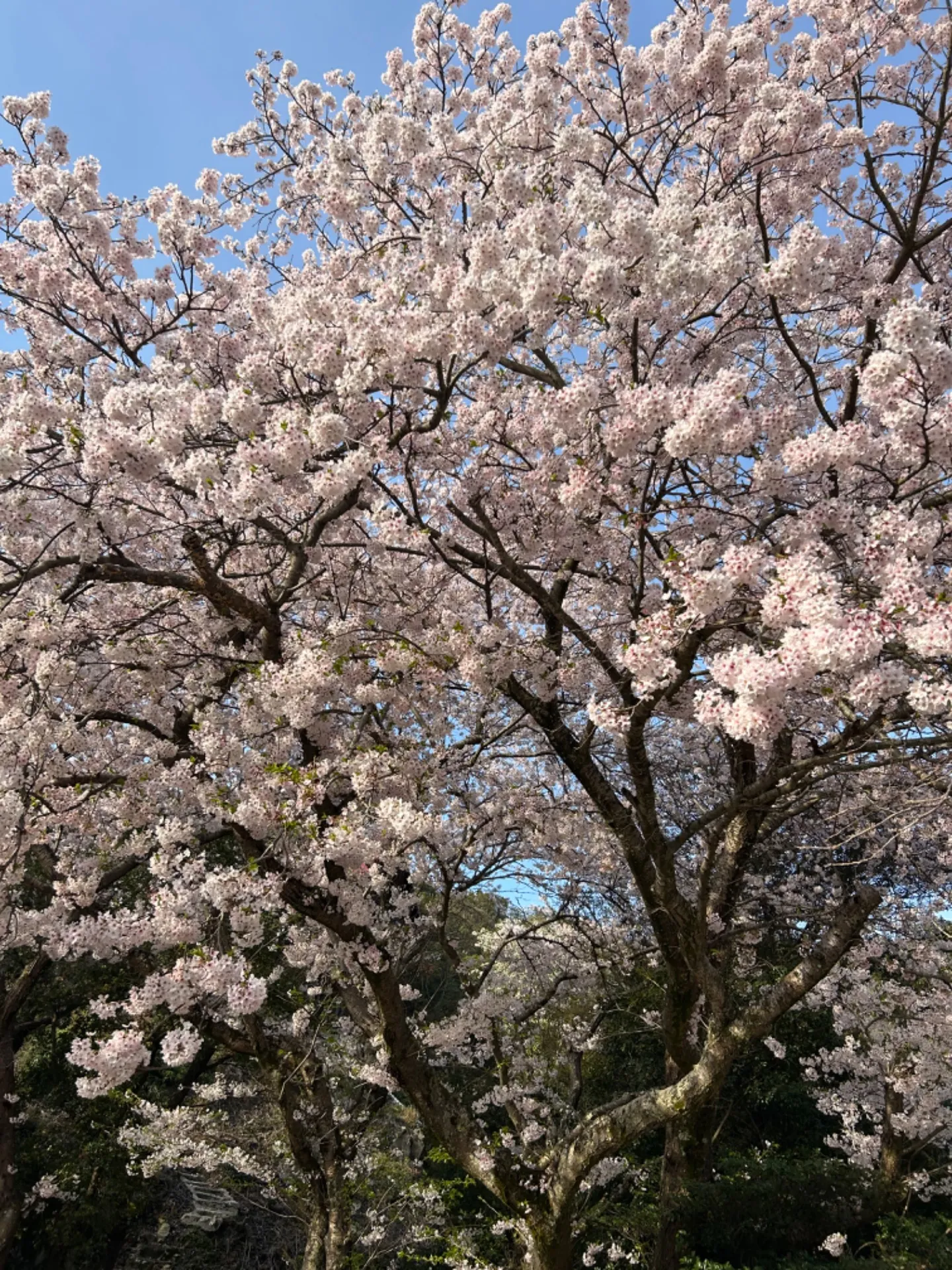 鴻島の桜🌸
