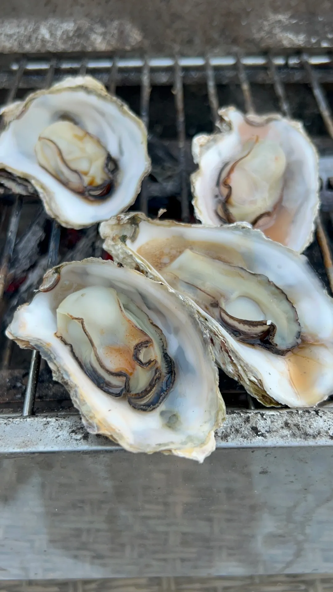 牡蠣開始⁉️